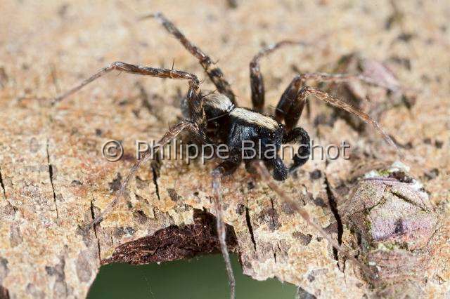 Lycosidae_4283.JPG - France, Araneae, Lycosidae, Lycose ou Araignée-loup (Pardosa lugubris), mâle, Wolf spider
